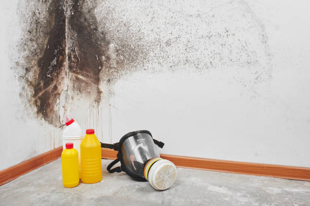 Best Commercial Mold Removal  in Thornville, OH