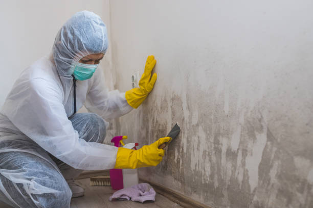 Best Attic Mold Removal  in Thornville, OH