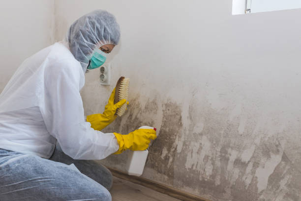 Best Attic Mold Removal  in Thornville, OH