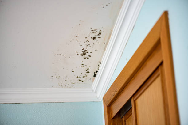 Best Home Mold Removal  in Thornville, OH