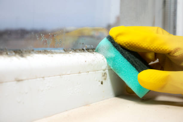 Best Mold Remediation  in Thornville, OH