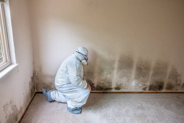 Best Crawl Space Mold Removal  in Thornville, OH