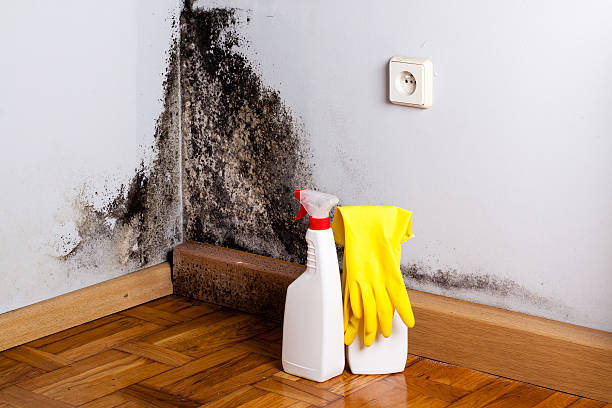 Best Mold Cleaning Services  in Thornville, OH