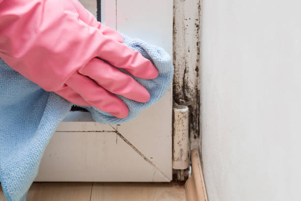 Best Professional Mold Removal  in Thornville, OH