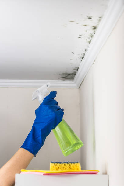 Best Mold Remediation  in Thornville, OH